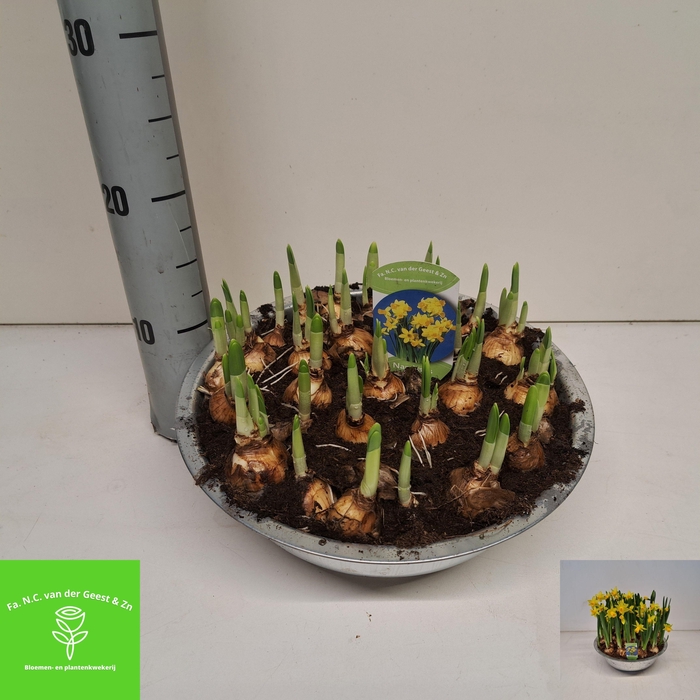 <h4>NARC O TETE A TETE</h4>