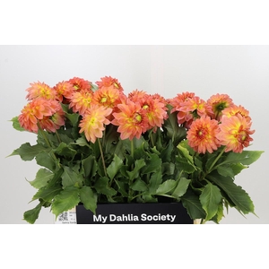 Dahlia Santa Lucia