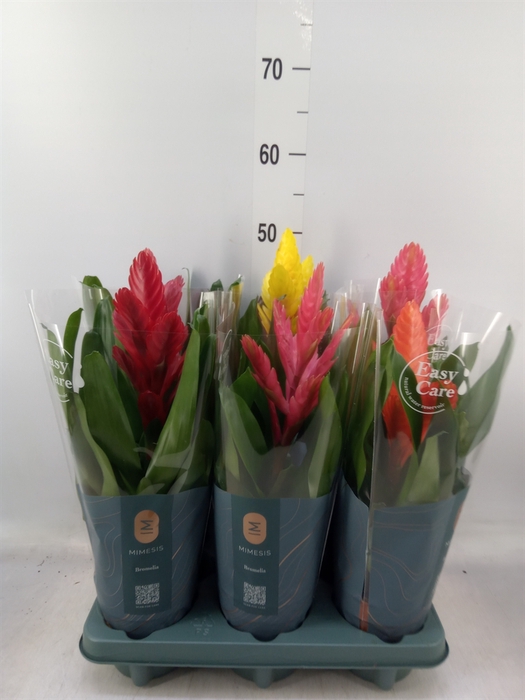 <h4>Vriesea   ...mix</h4>