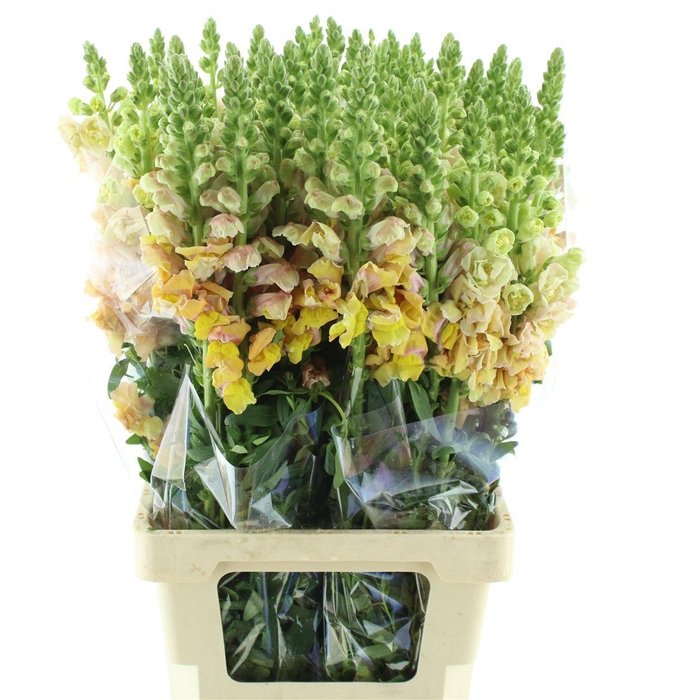 <h4>Antir Op Peach</h4>