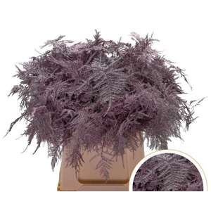Asparagus 1e Veren Antique Pink