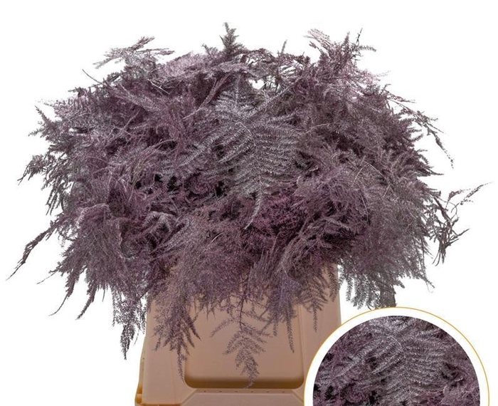 <h4>Asparagus 1e Veren Antique Pink</h4>