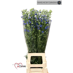 DELPH EN M GRAN BLUE