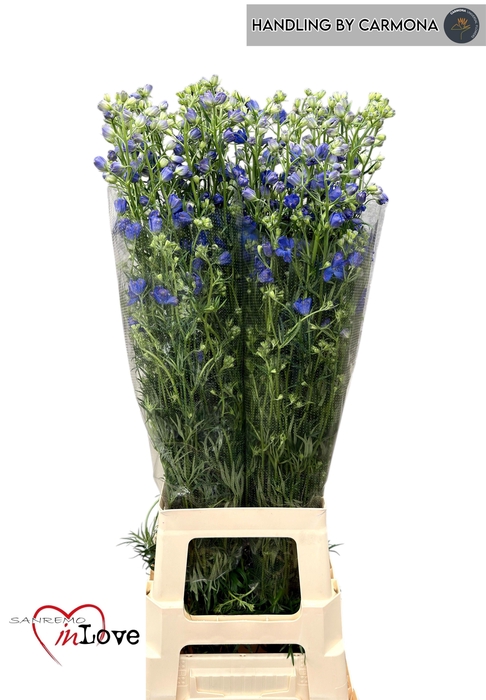 <h4>DELPH EN M GRAN BLUE</h4>