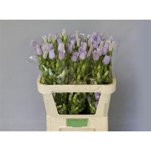 Camp M Champion Lavendel