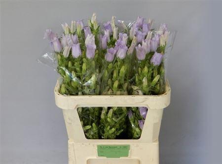 <h4>Camp M Champion Lavendel</h4>