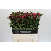 Paeonia Red Sarah Bernhardt