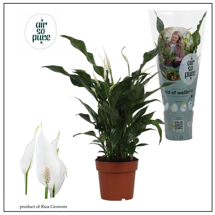 <h4>SPATH SWEET CURIOSA</h4>