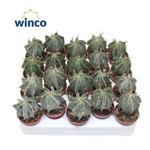 ASTROPHYTUM ORNATUM