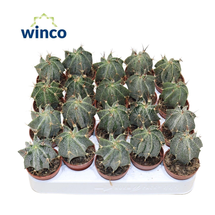 <h4>ASTROPHYTUM ORNATUM</h4>