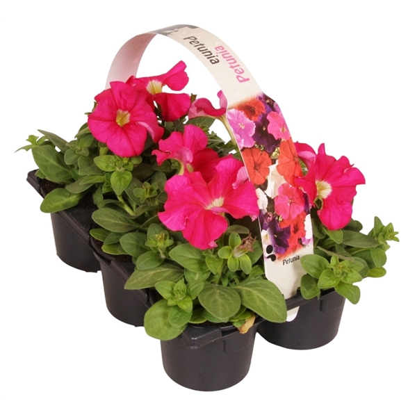 <h4>Petunia roze 6p</h4>