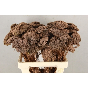 DF Achillea Paint Bs Red