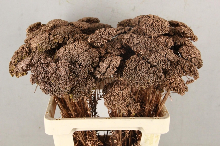 DF Achillea Paint Bs Red