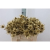 Eryngium Klb Gold X40