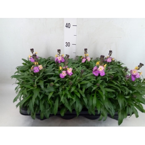 Erysimum  'Leya Purple Glow'