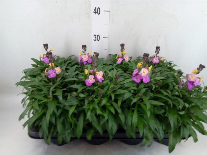 <h4>Erysimum  'Leya Purple Glow'</h4>