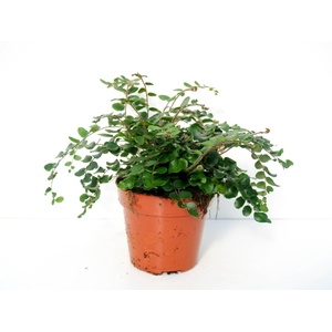 Pellaea rotundifolia