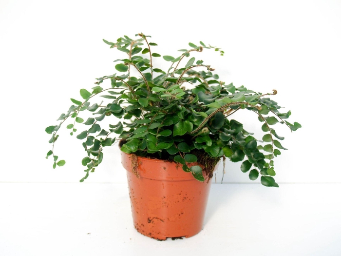 <h4>Pellaea rotundifolia</h4>