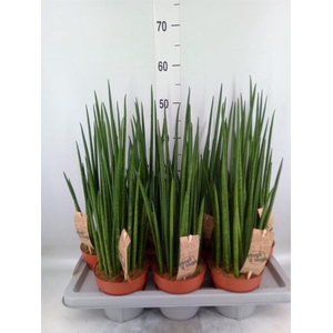 Sansevieria bacularis