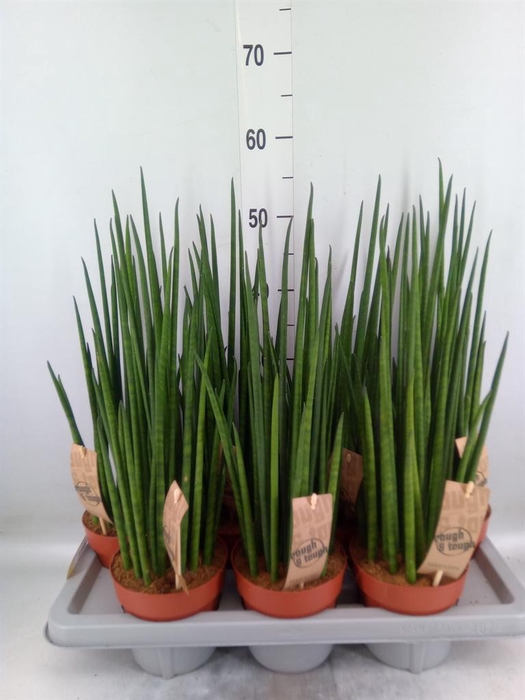 <h4>Sansevieria bacularis</h4>