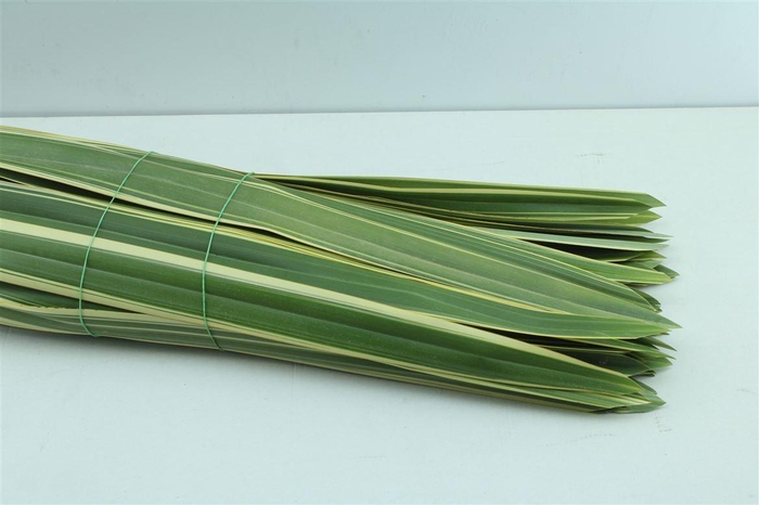 <h4>Phormium Tenax</h4>