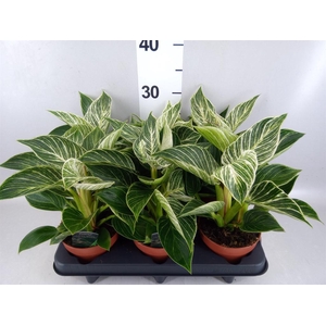 Philodendron   ...