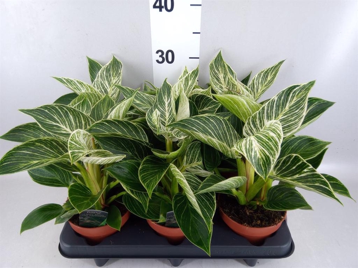 <h4>Philodendron   ...</h4>