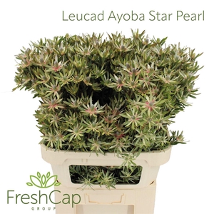 Leucad Ayoba Star Pearl