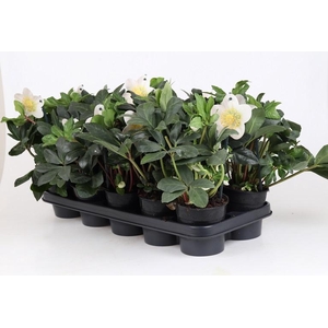 HELLEBORUS NIGER p12