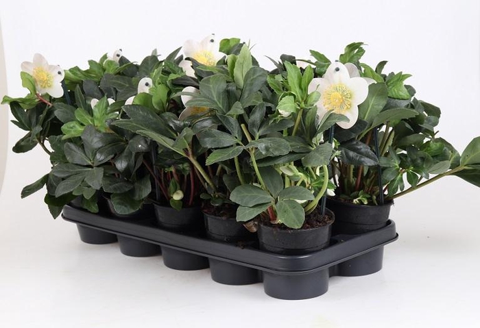 <h4>HELLEBORUS NIGER p12</h4>