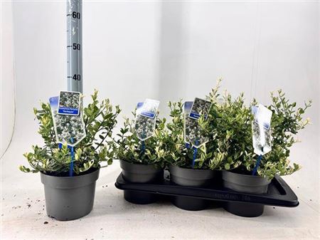 <h4>Euonymus Fo Harlequi Xl</h4>