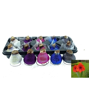 BLOEMBOL HIPPEASTRUM