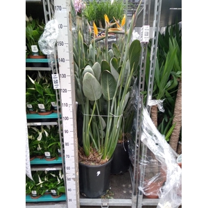 Strelitzia reg.