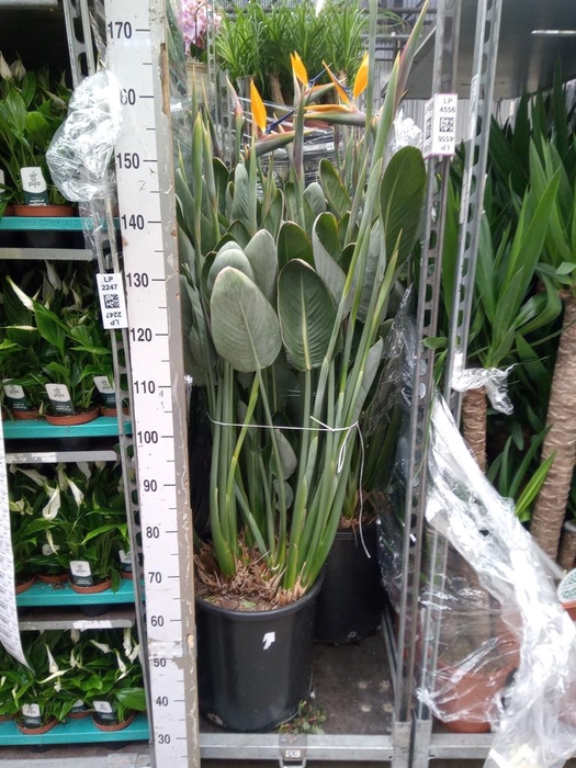 <h4>Strelitzia reg.</h4>