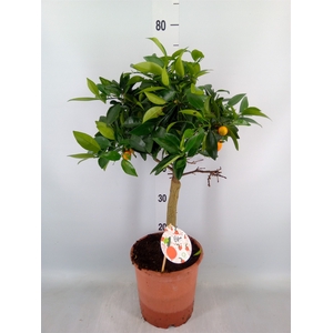 Citrus reticulata 'Clementine'