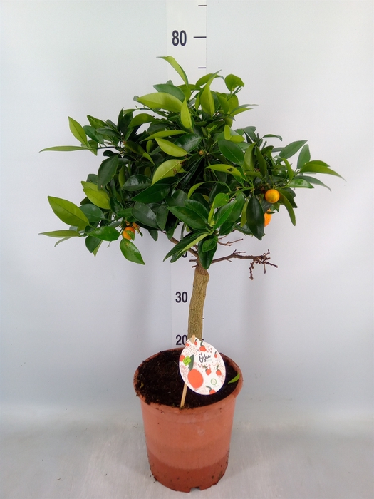 <h4>Citrus reticulata 'Clementine'</h4>