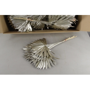 DF Palm Sun Medium Platinum