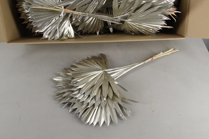 <h4>DF Palm Sun Medium Platinum</h4>