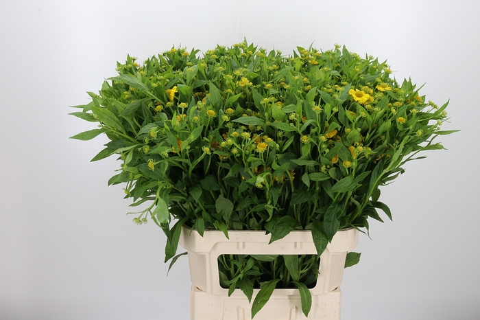 <h4>Helenium Kanaria</h4>
