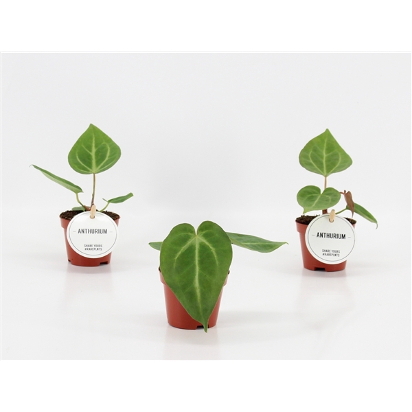 <h4>Anthurium Magnificum</h4>