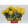 Nutans Ayoba Yellow