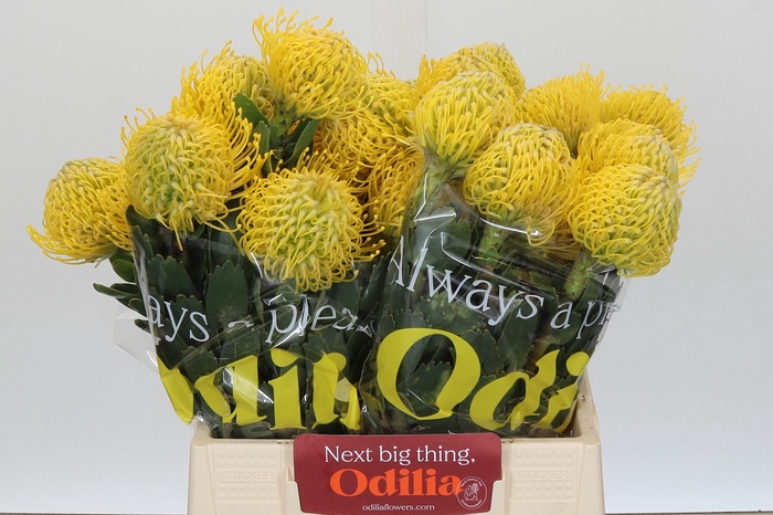 Nutans Ayoba Yellow