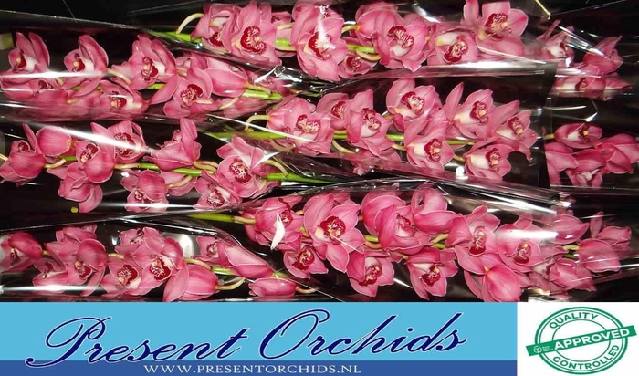 <h4>CYMB T FANTACY</h4>