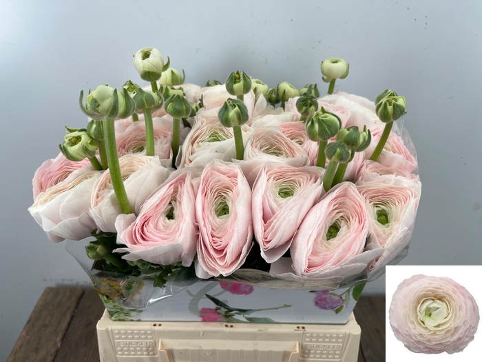 <h4>RAN SU HANOI</h4>