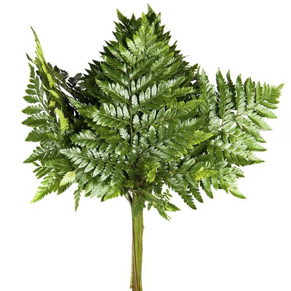 LEDERVAREN MEDIUM RIO VERDE