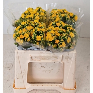 KAL BLAZI YEL MEADOW