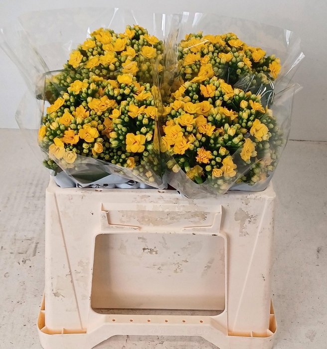 <h4>KAL BLAZI YEL MEADOW</h4>