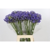 Agapanthus EYFORI Blue