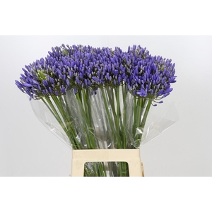 Agapanthus EYFORI Blue