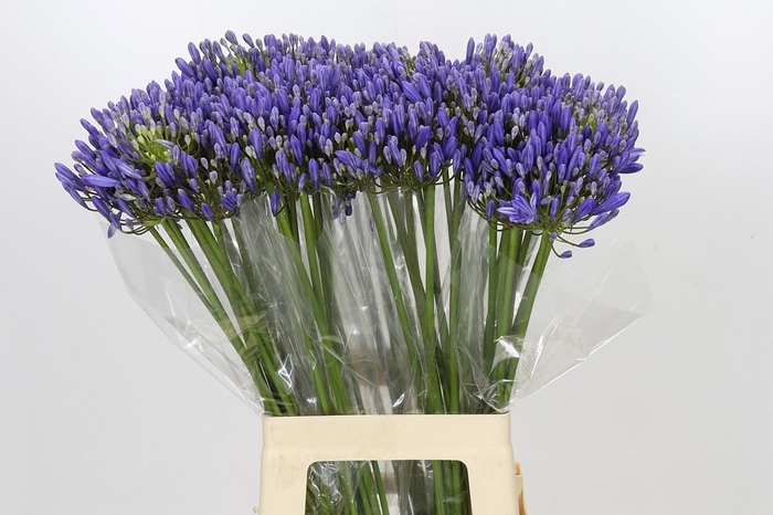 <h4>Agapanthus EYFORI Blue</h4>